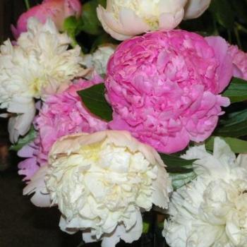 <b>Pink & White Peony Sue/OK</b>