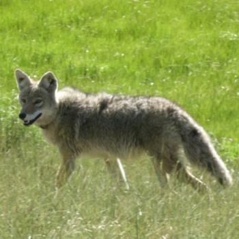 <b>Yellowstone coyote  Eri/St. Louis</b>