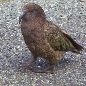 <b>mischievous NZ Kea </b>