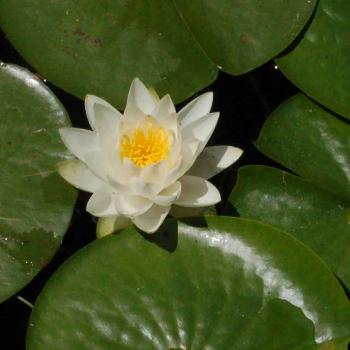 <b>water lily - peg</b>