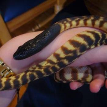 <b>baby Sherry -a Black-headed python aspidites melanocehpalus</b>