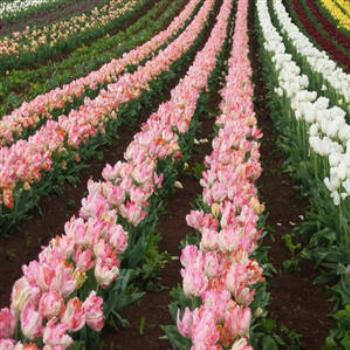 Tulips, Devenport, Tasmania - Wendy/Perth