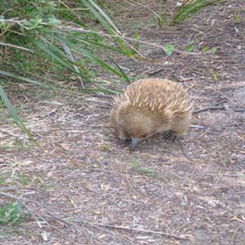 Echidna, Tasmania, - Wendy/Perth