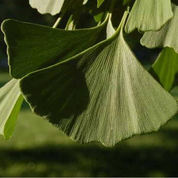 <b>ginko leaves - peg</b>