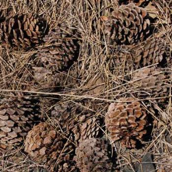 <b>douglas fir cones - peg</b>