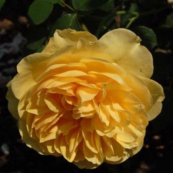 <b>antique rose</b>