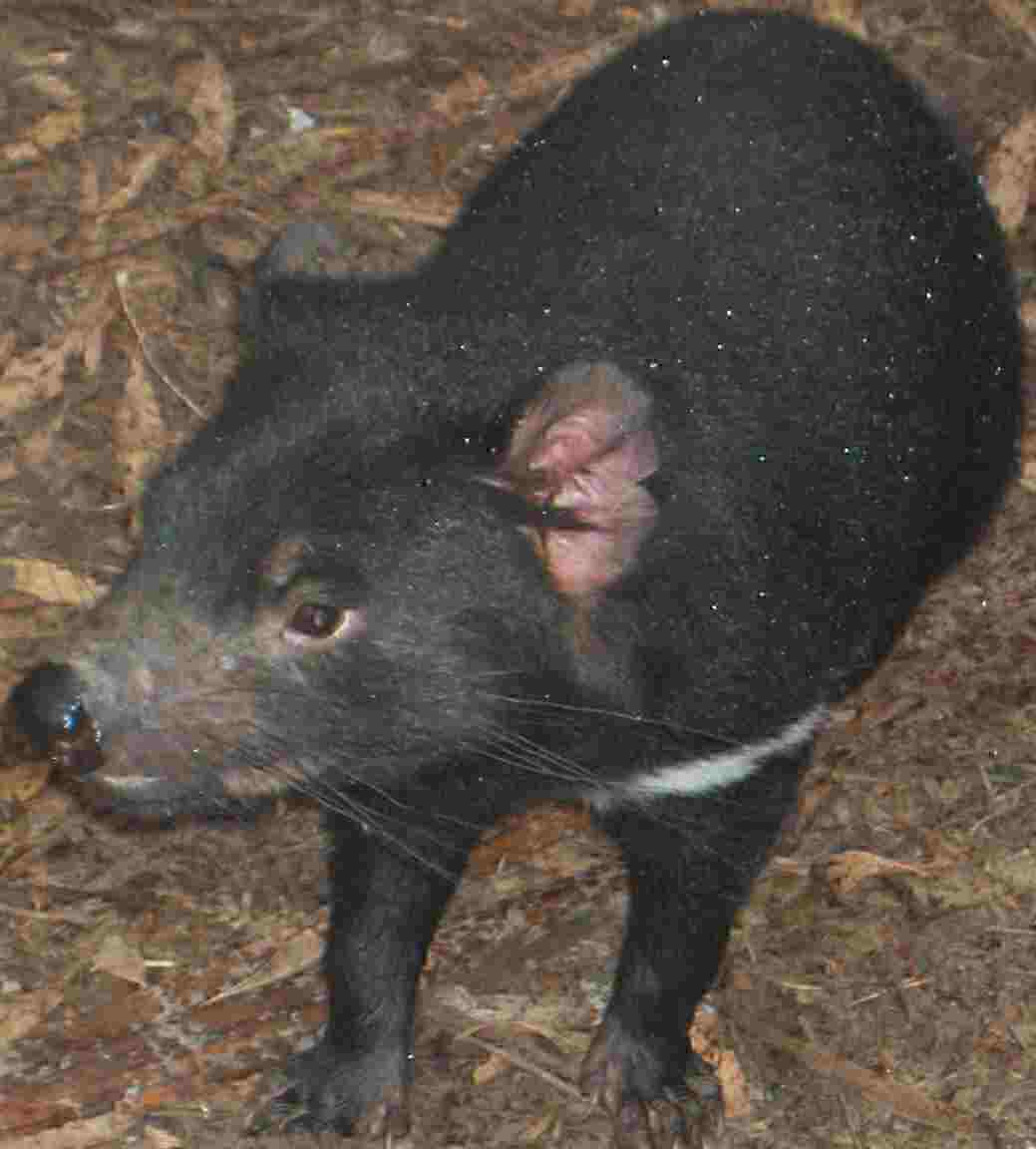 <b>Tasmanian Devil</b>