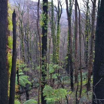 Recovering forest Marysville