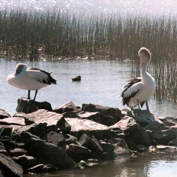 <b>Sleepy pelicans Goolwa SA.</b>