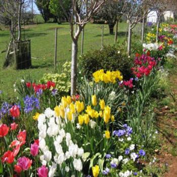 Tulip Garden, Nthn Tasmania - Wendy from Perth