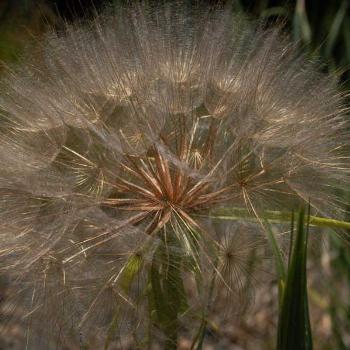 <b>goat's beard - peg</b>