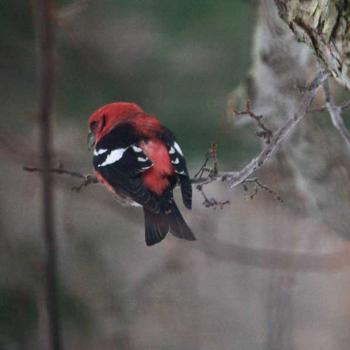 white winged crossbill in our yard - peg