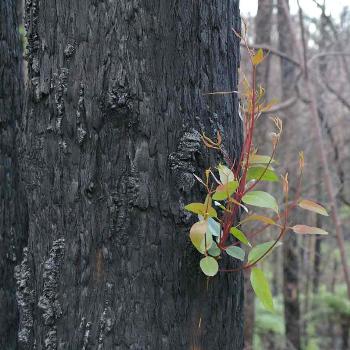 <b> Burnt Sap on recovering tree Marysville</b>