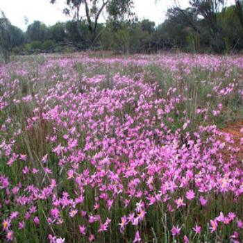 Everlastings, Outback W.A. Wendy/Perth