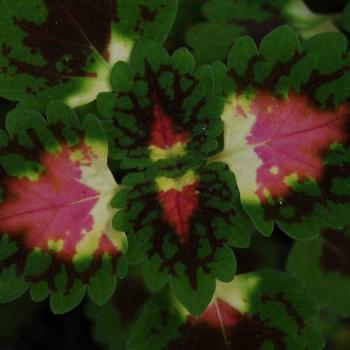 <b>coleus leaves</b>