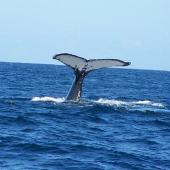 whale watching 2 - Joann