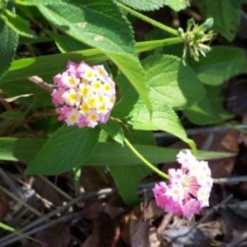 wild flower in QLD hinterland- Joann