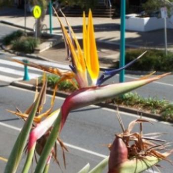 <b>bird of paradise from our balconey - Joann</b>