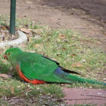 king parrot - Joann