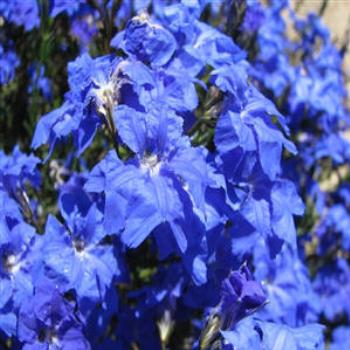 <b>Blue Leschenaultia - Wendy/Perth</b>