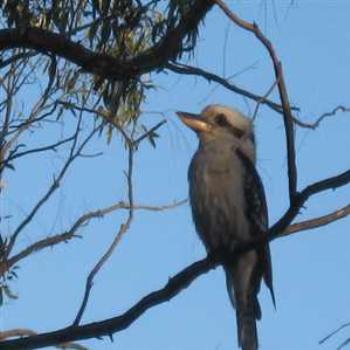 <b>Baby Kookaburra late afternoon (Grampians '09/LankyYank)</b>