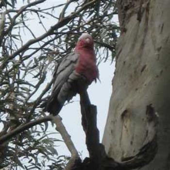 <b>Galah (Phillip Island '09/LankyYank)</b>