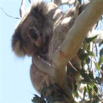 <b>Baby Koala checking us out ('09/LankyYank)</b>