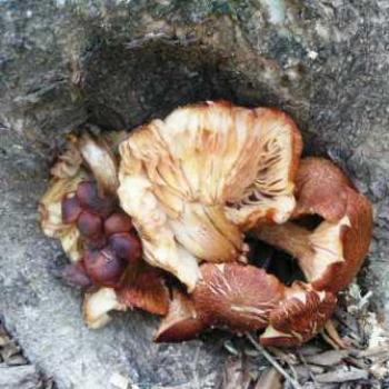 <b>Mushrooms [Fungus] # 23, Sue/OK</b>