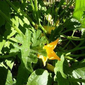 <b>Zucchinis in the garden - Wendy/Perth</b>