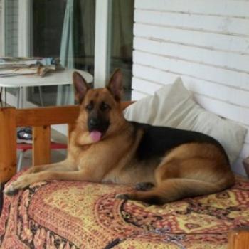 <b>Zane, a friends German Shepherd pup - Joann</b>