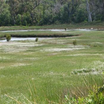 <b>Wetlands, Australind, W.A. (Wendy/Perth)</b>