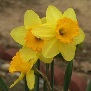 <b>Daffodil # 05 Sue/OK</b>