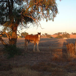 horse at sunset