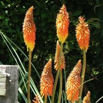 Red Hot Pokers Ian/Sydney