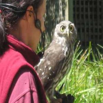 <b>Birds of Prey Show (Healsville '09/LankyYank)</b>