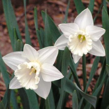 <b>Daffodil # 03 Sue/OK</b>