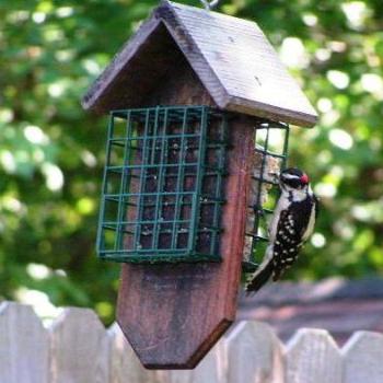 <b>Downy Woodpecker # 11, Sue/OK</b>