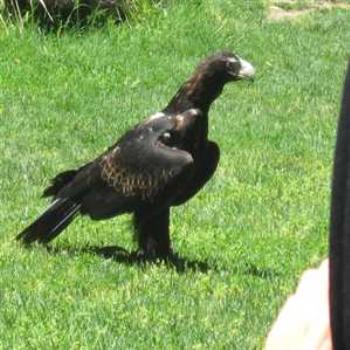 <b>Birds of Prey Show (Healsville '09/LankyYank)</b>