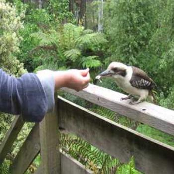 The Bird Whisperer of Cockatoo (Cockatoo, Victoria '09/LankyYank)