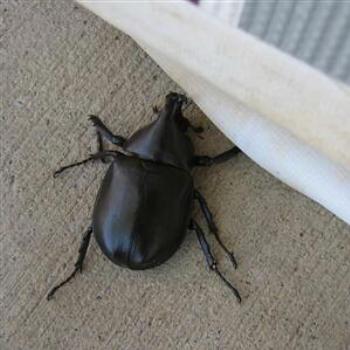 <b>Beetle - Wendy/Perth</b>