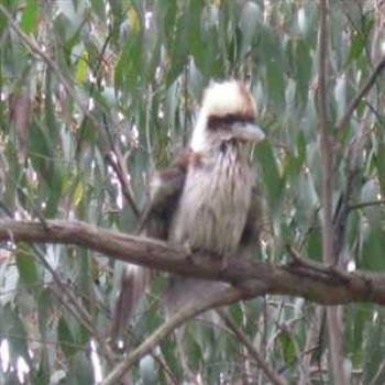 <b>Kookaburra sittin' in the old gum tree... (Cockatoo, Victoria '09/LankyYank)</b>