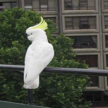 <b>Cockatoo on the roof railing (Sydney '09/LankyYank)</b>