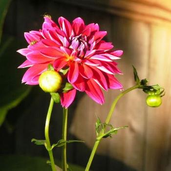 <b>Dahlia # 7, Sue/OK</b>