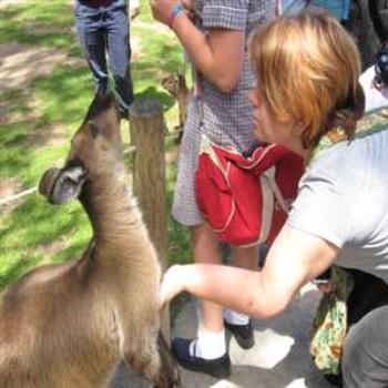 <b>Feeding and petting Roos (Healsville Sanctuary '09/LankyYank)</b>