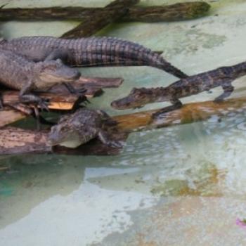 Florida gators, Sue/OK