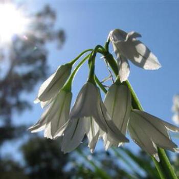 <b>Snowdrops, Araluen - Wendy/Perth</b>