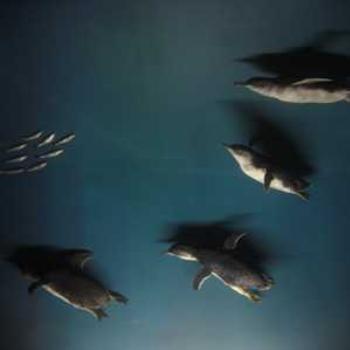 <b>Fairy Penguin display (Phillip Island '09/LankyYank)</b>