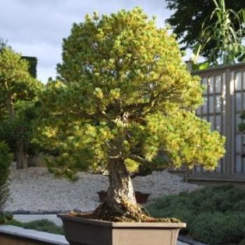 <b>Bonsai tree, RHS Wisley, England - Eileen (Surrey, England)</b>