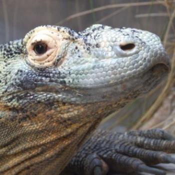 <b>Komodo Dragon, St Augustine Alligator Farm, Florida - Eileen (Surrey, England)</b>