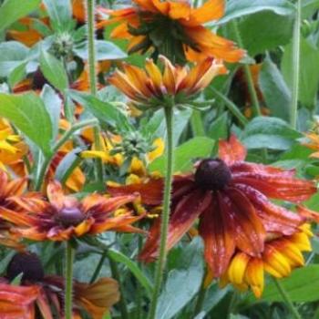 <b>Rudbeckias in RHS Wisley, England - Eileen (Surrey, England)</b>